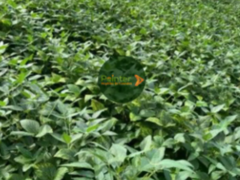 Fazenda - 600 Hectares